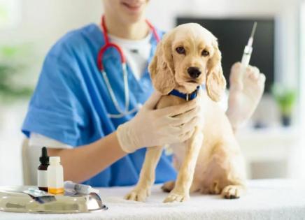 Harmonogram szczepień psów i kotów przeciwko wściekliźnie w gminie Bukowiec 2026