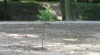 Zagospodarowanie zespołu parkowego w Bukowcu